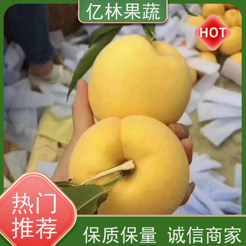 基地培育 油桃苗 晚熟品种桃 口感脆甜 易栽培桃树苗