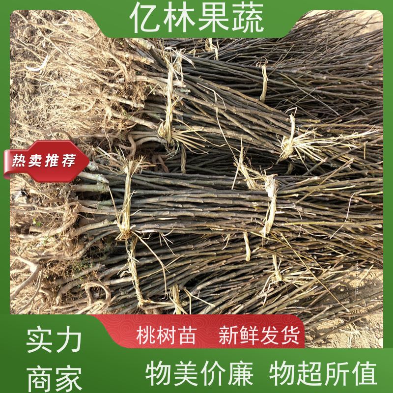 亿林苗木 黄桃苗 三公分现挖现发 品种齐全 成活率高