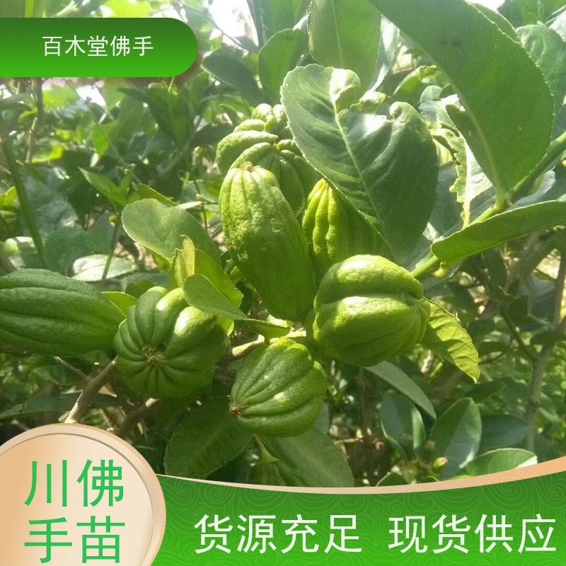 百木堂 重 庆佛手苗 枝叶紧密 美丽多姿 用于庭院装饰