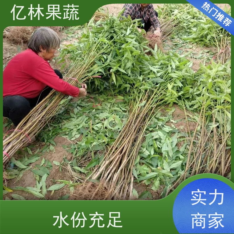 基地培育 冬桃苗 嫁接技术指导 抗寒能力强 根系饱满成活率高