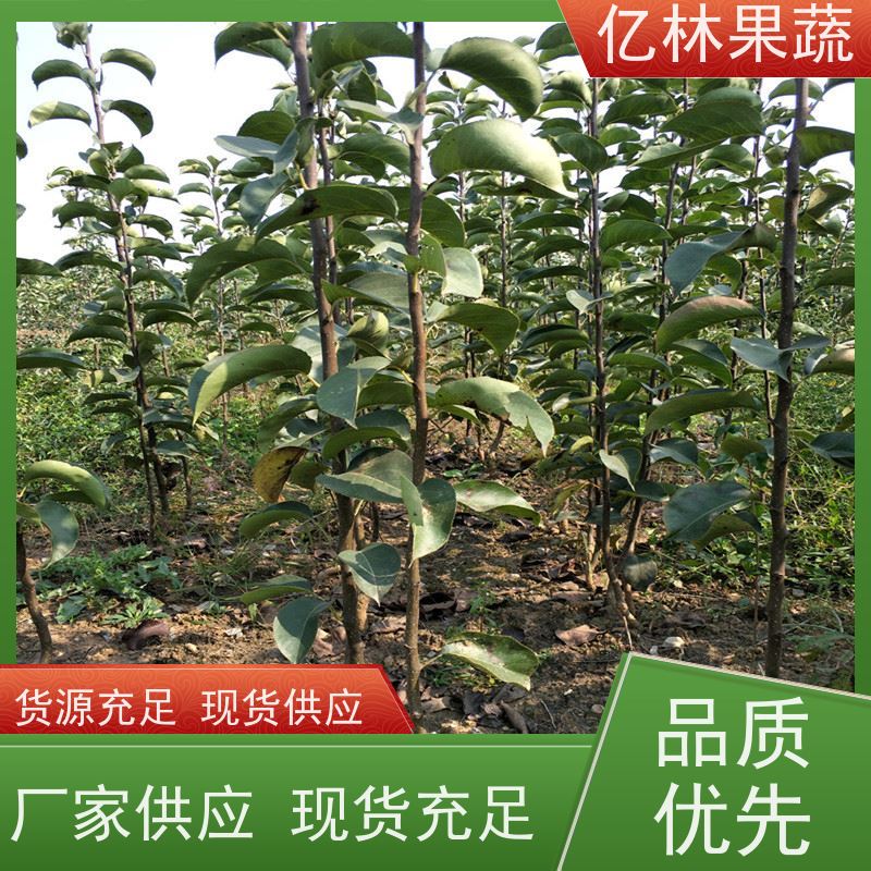 基地供应 秋彤桃 新品种挑苗 香甜可口 易栽培桃树苗