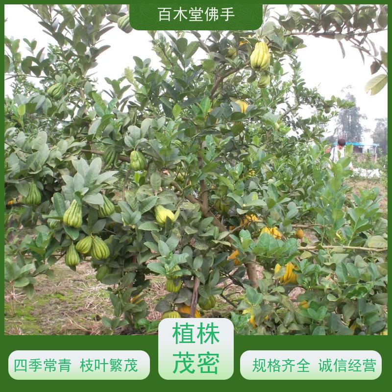 百木堂 四 川佛手苗 适用性强 规格齐全 生长迅速