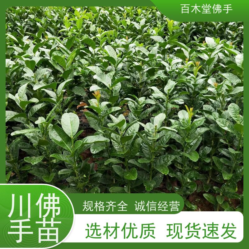 百木堂 四 川佛手苗 适用性强 规格齐全 用于庭院装饰