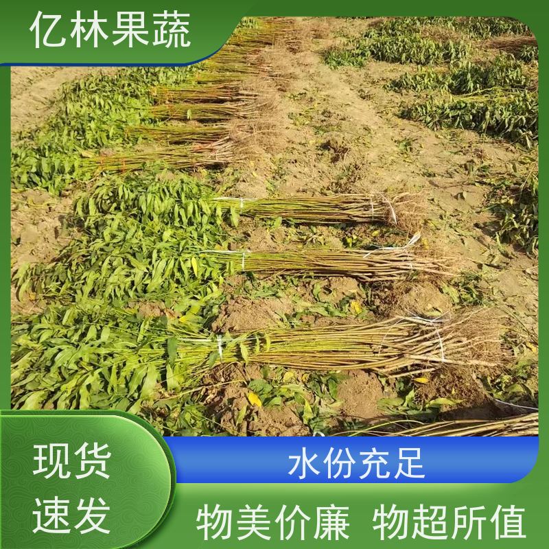 基地培育 园林嫁接桃苗 盆栽地栽庭院桃树苗苗 根系饱满成活率高
