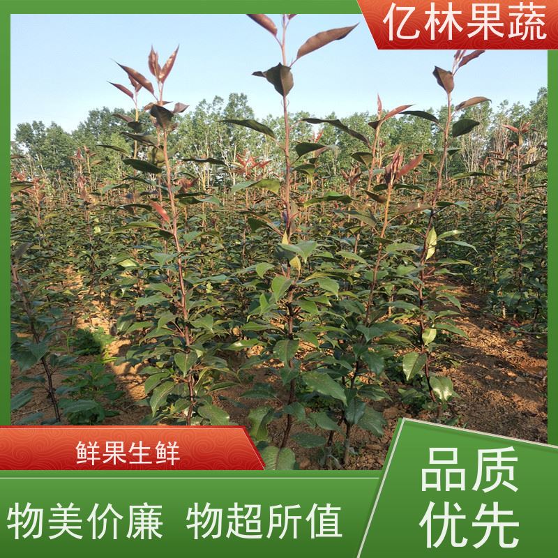 基地供应 黄桃苗 园林绿化果树苗 抗寒能力强 根系饱满成活率高