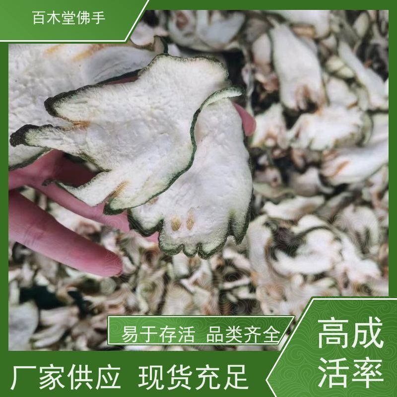 百木堂 川佛手 可作为盆景摆设 货源充足 种苗基地直供