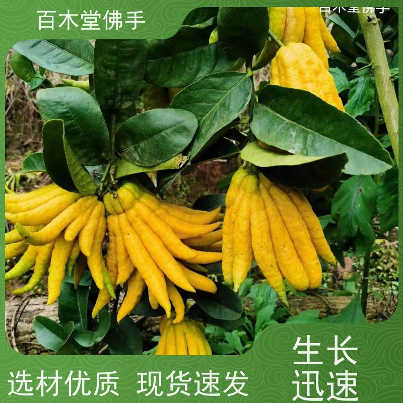 百木堂 川佛手 可作为盆景摆设 货源充足 园林景区栽植