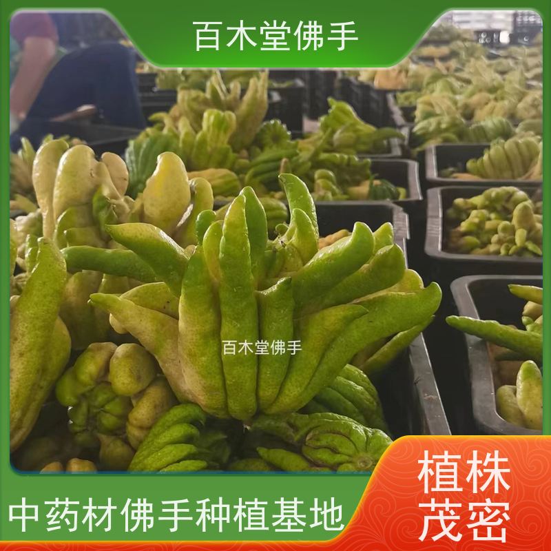 百木堂 金 佛手 枝叶紧密 美丽多姿 种苗基地直供
