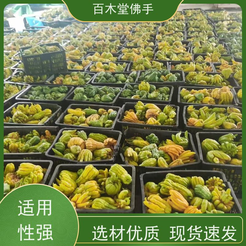 百木堂 川佛手 可作为盆景摆设 货源充足 道路绿化行道苗