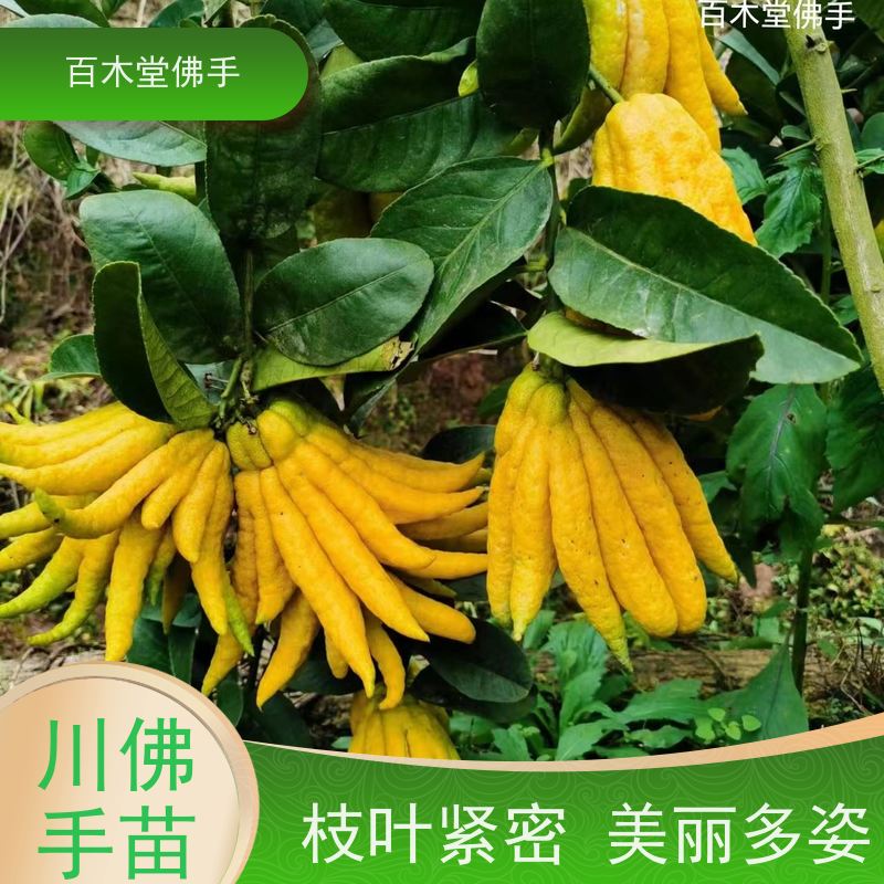 百木堂 川佛手 可作为盆景摆设 货源充足 中药材种植基地 