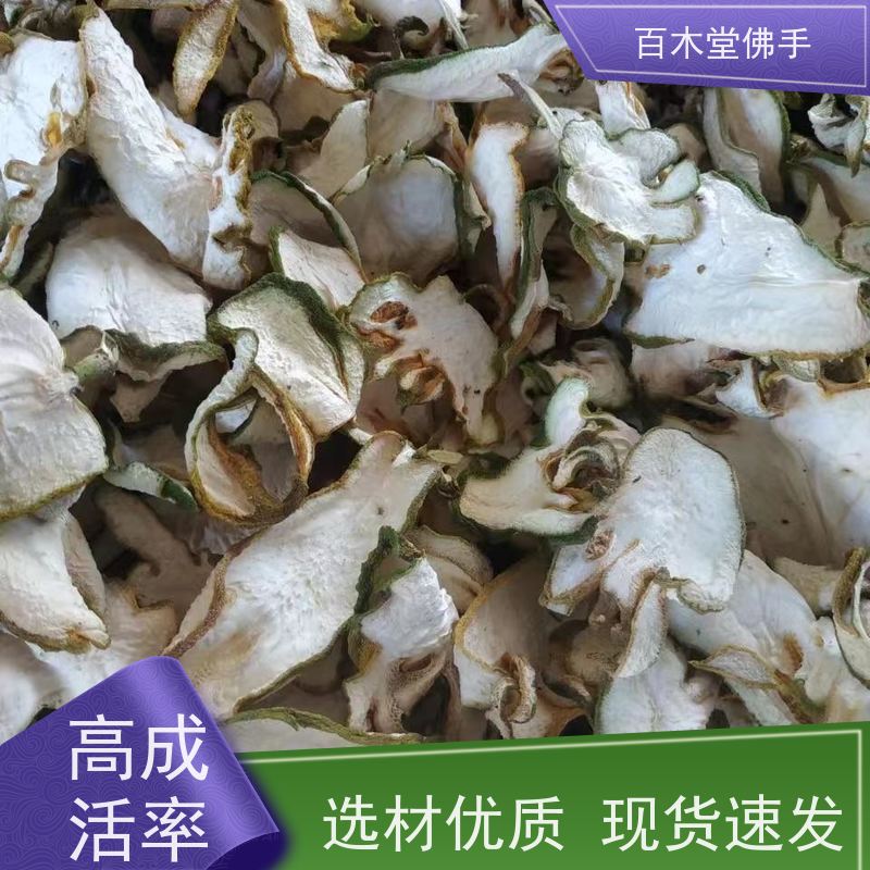 百木堂 重庆佛手 可作为盆景摆设 货源充足 种苗基地直供