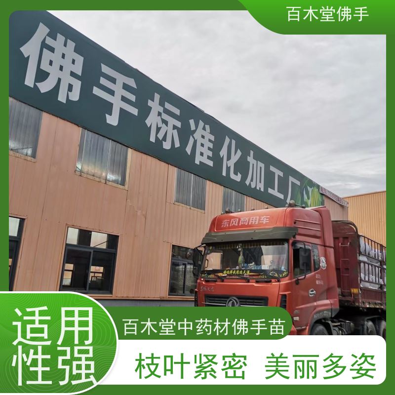 百木堂 川佛手 树形丰富 成活率高 种苗基地直供