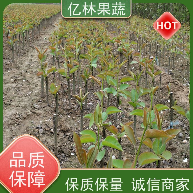 亿林苗木 黄桃苗 园林绿化果树苗 抗寒能力强 根系饱满成活率高