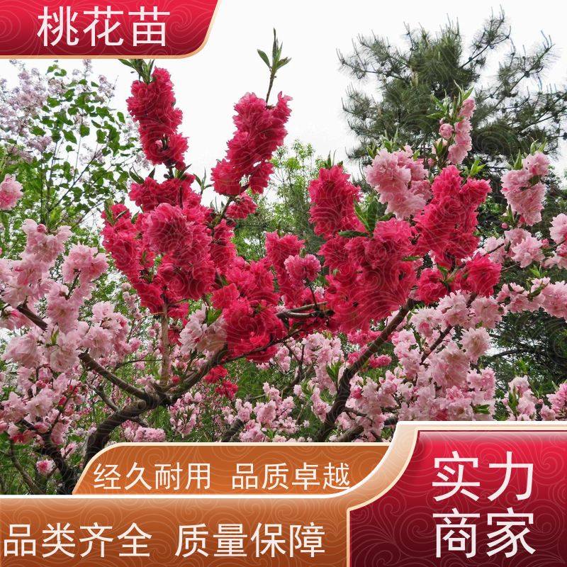 春丰苗木 5公分 基地直供 桃花盆景 树形优美 成活率高