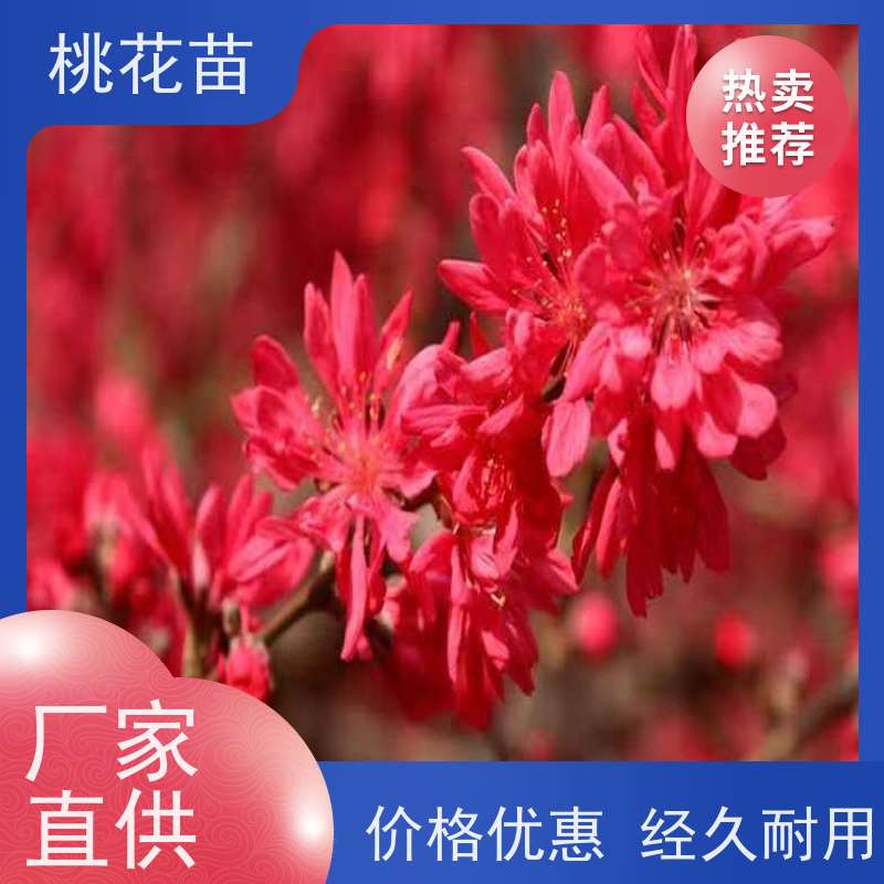 春丰苗木 景观桃花树苗 现挖现发 树形优美 5公分