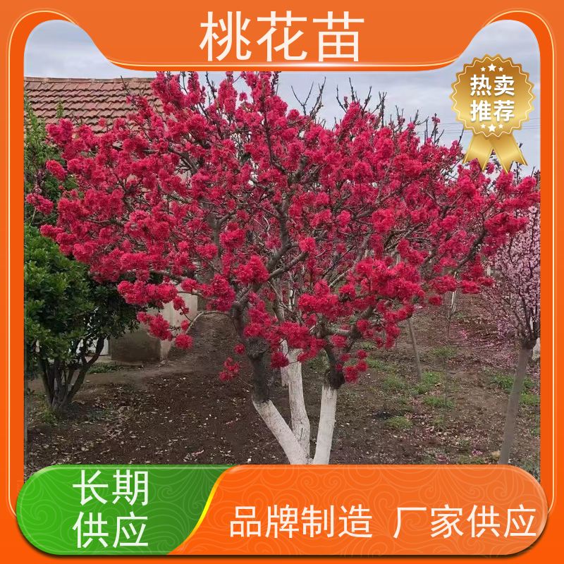 春丰苗木 基地直供 品种优良 5公分 观赏桃花苗子