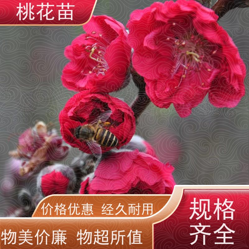 春丰苗木 7公分 花桃树 提供种植技术经验 基地供应