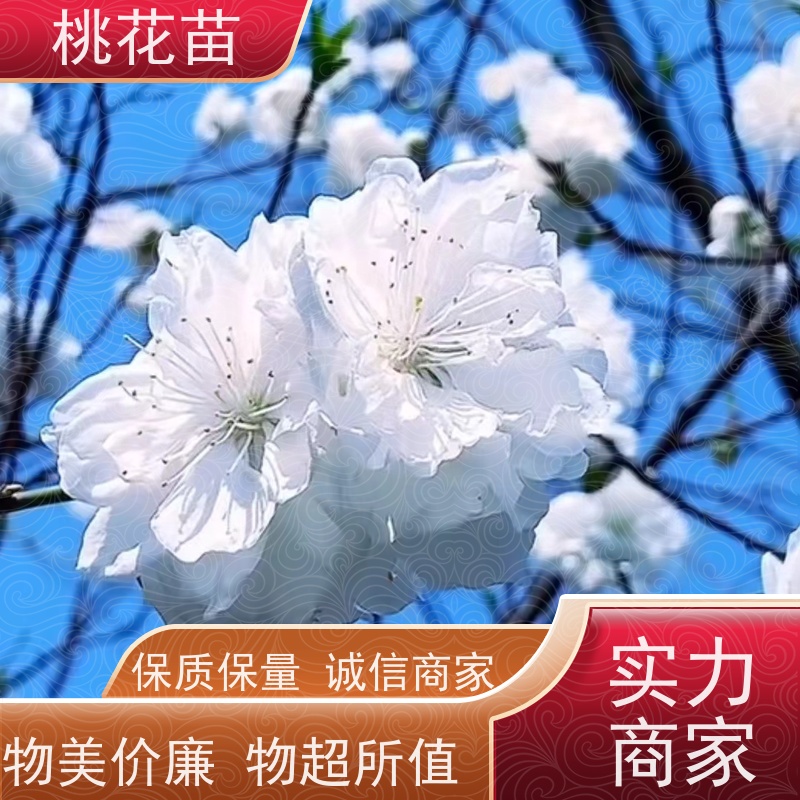 春丰苗木 5公分 品种优良 基地批发 观赏性桃花苗