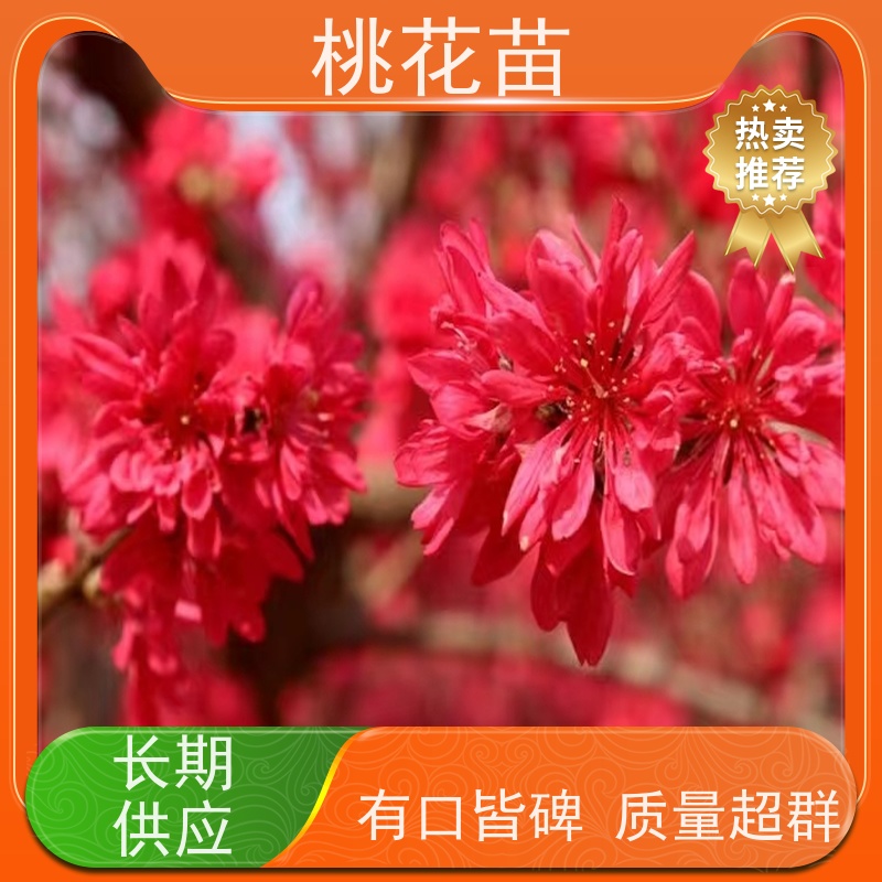 春丰苗木 8公分 盆栽地栽 提供种植技术经验 桃花盆景