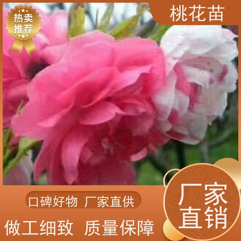 春丰苗木 提供种植技术经验 基地供应 观赏桃花树 8公分