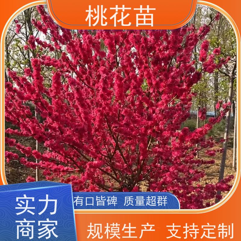 春丰苗木 嫁接新品种 树形优美 成活率高 寿星桃树 桃花树苗批发价格