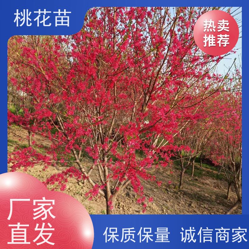 春丰苗木 提供种植技术经验 树形优美 成活率高 观赏桃树 2公分