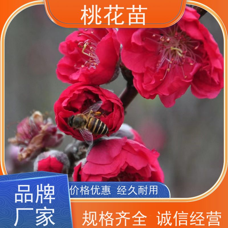春丰苗木 景观桃花树苗 适应能力强 基地直供 2公分