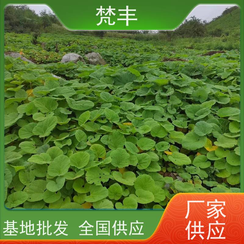 梵丰 大黄驯化苗 中药材苗容易种活 库存充足 厂家供应