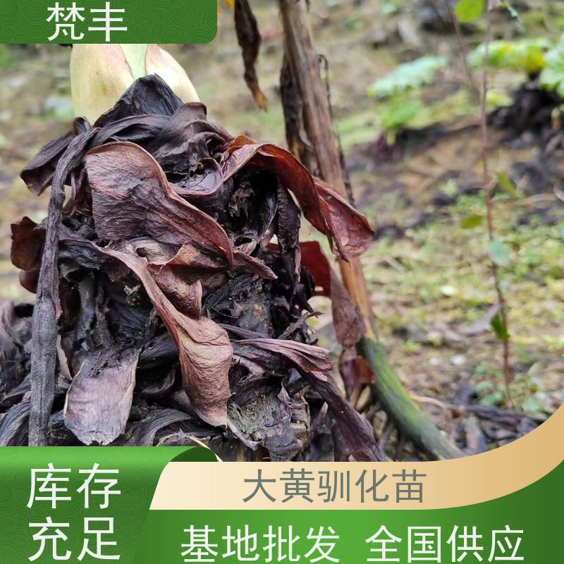 梵丰 大黄管理方法 活抗虫害全国发货 欢迎来电洽谈