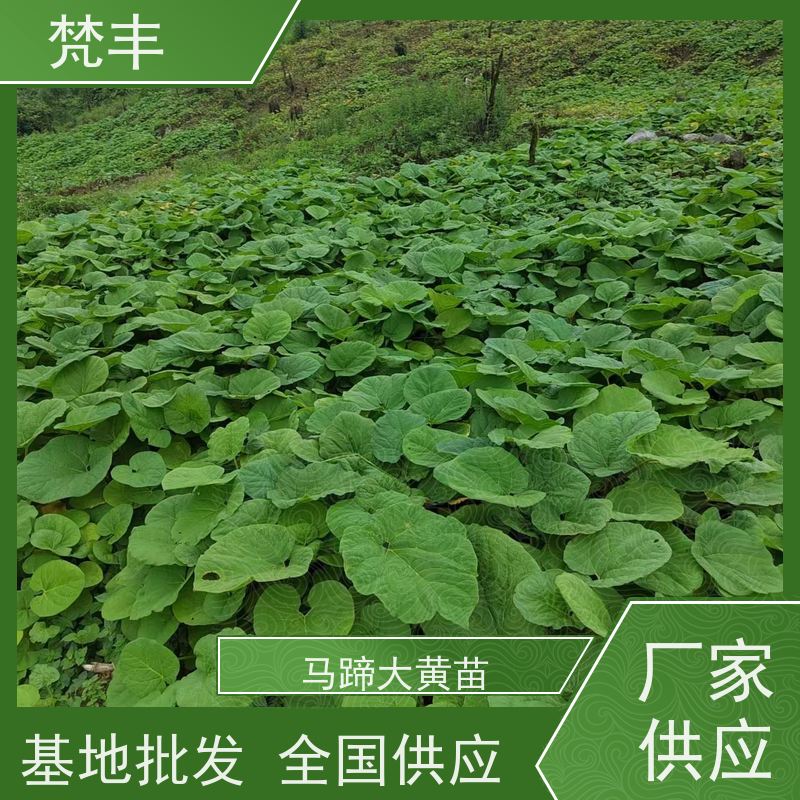 梵丰 大黄管理方法 活抗虫害全国发货 长期供应 诚信经营