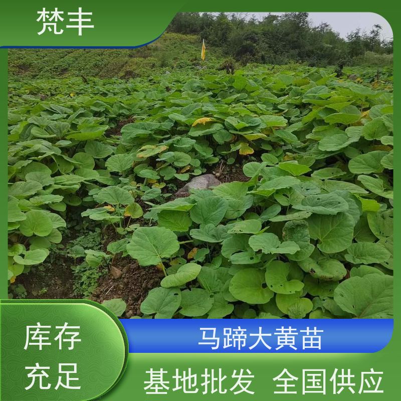 梵丰 大黄驯化 成活率高 品质好 库存充足 厂家供应