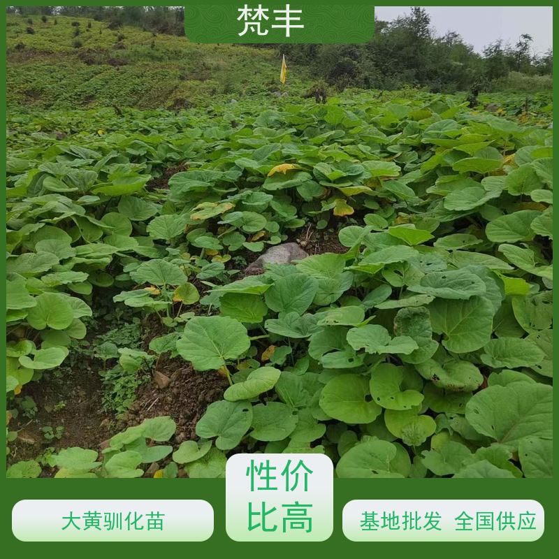 梵丰 大黄驯化技术 庭院绿化常绿苗木 盆栽耐寒易活苗