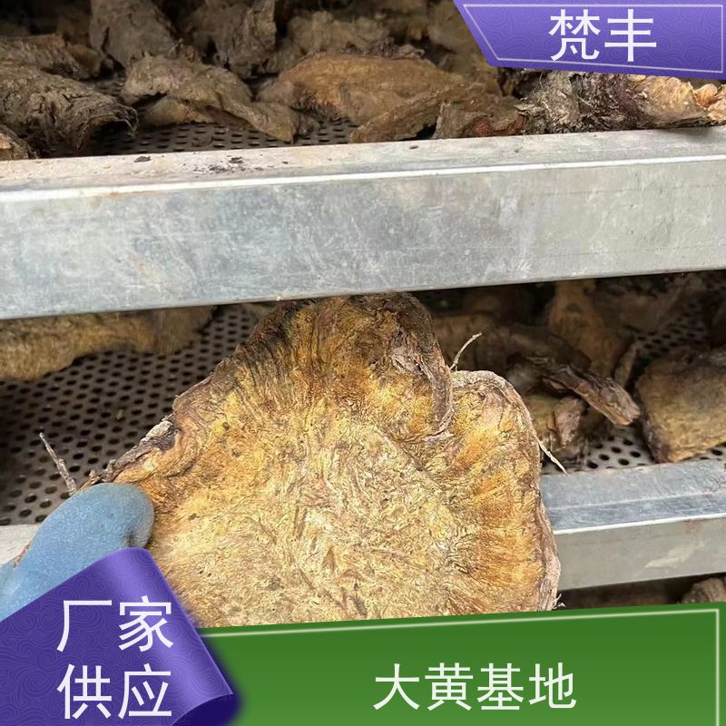 梵丰 大黄驯化种子 原产地 种植基地 库存充足 厂家供应