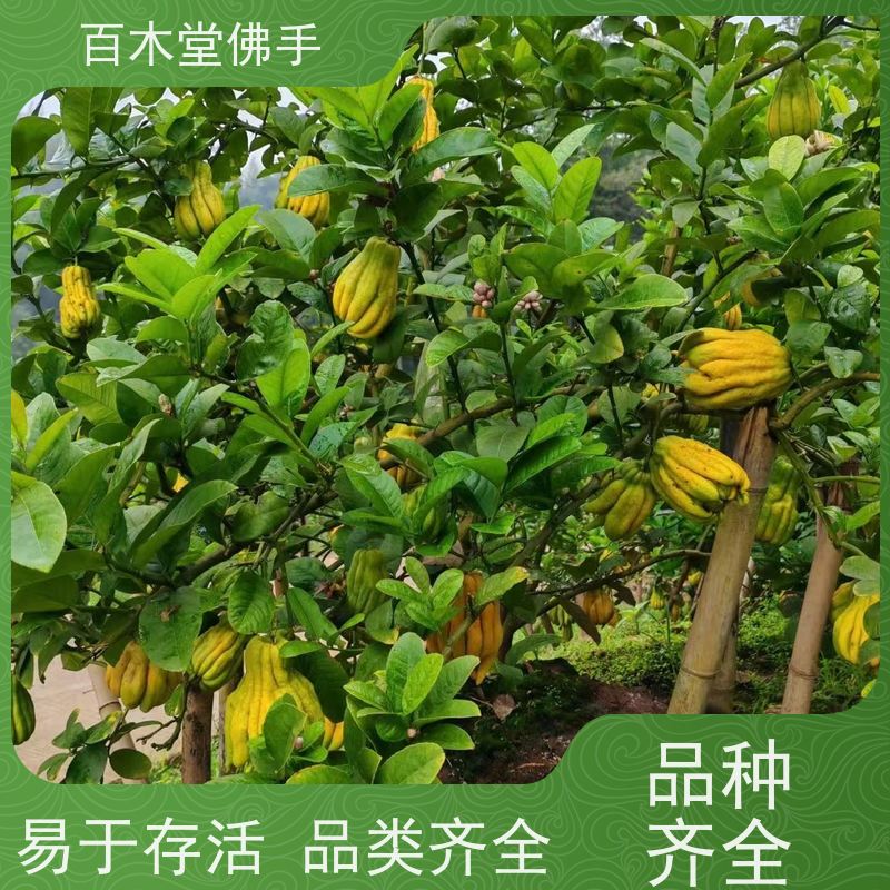 百木堂 佛手柑 造型优美 易成活 道路绿化行道苗