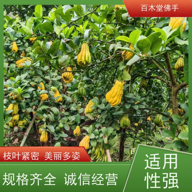 百木堂 川佛手苗 造型优美 易成活 道路绿化行道苗