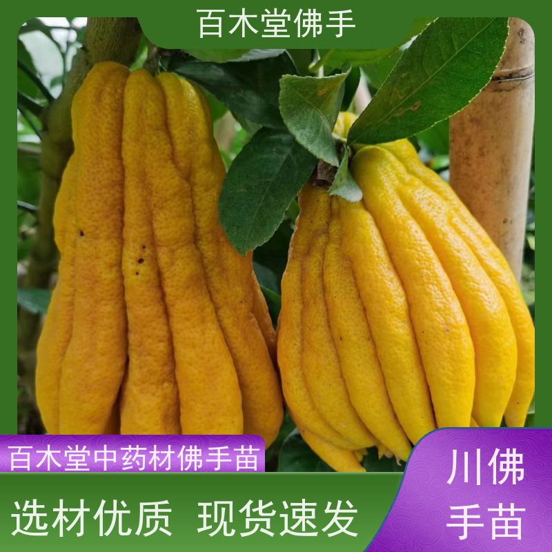 百木堂 川佛手苗 适用性强 规格齐全 中药材种植基地 