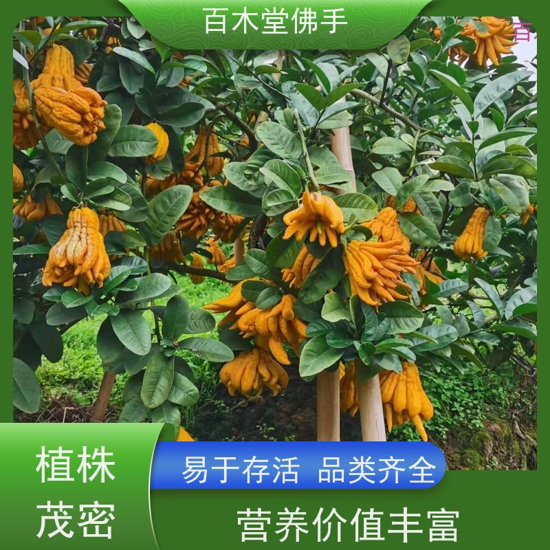 百木堂 佛手柑 造型优美 易成活 中药材种植基地 