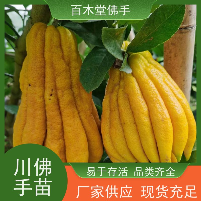 百木堂 佛手柑 植株茂密 生长迅速 道路绿化行道苗