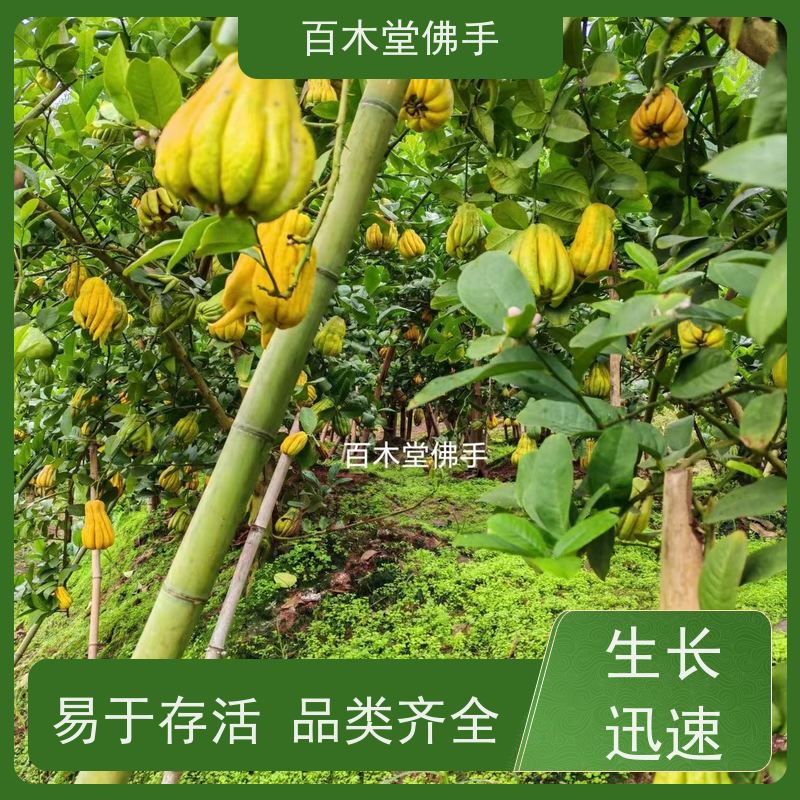 百木堂 川佛手苗 适用性强 规格齐全 道路绿化行道苗
