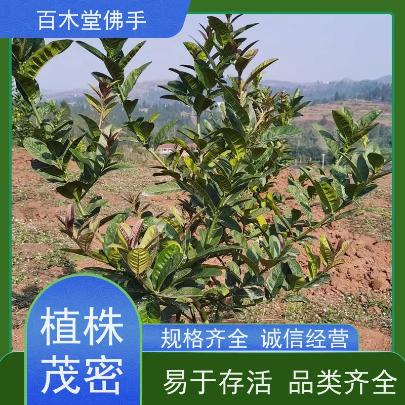 百木堂 良种佛手苗种植 生长环境适应性强 城市景观绿化树