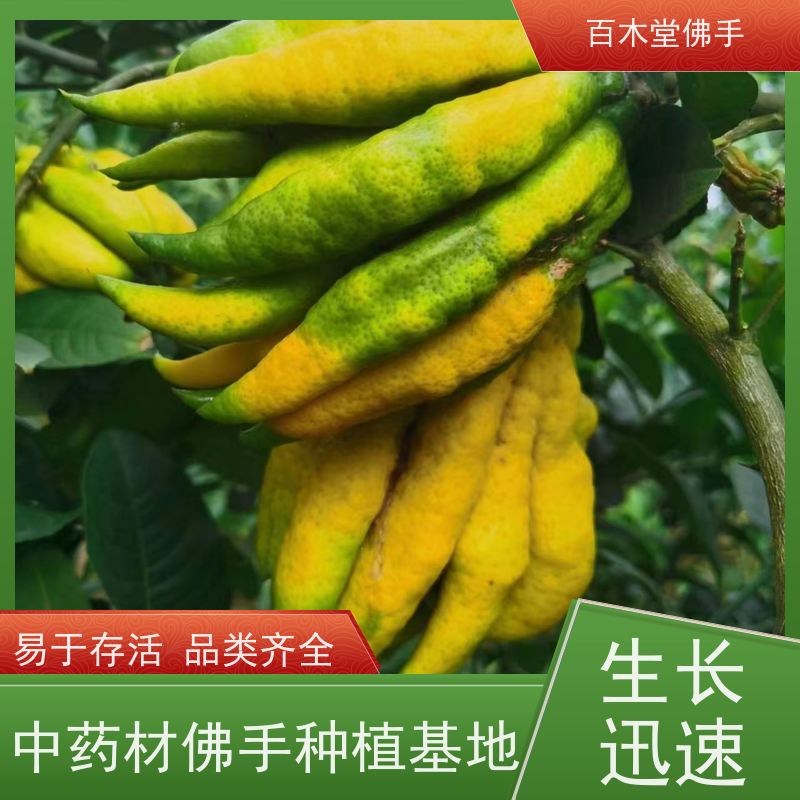 百木堂 川佛手苗种植技术 枝叶紧密 美丽多姿 城市景观绿化树
