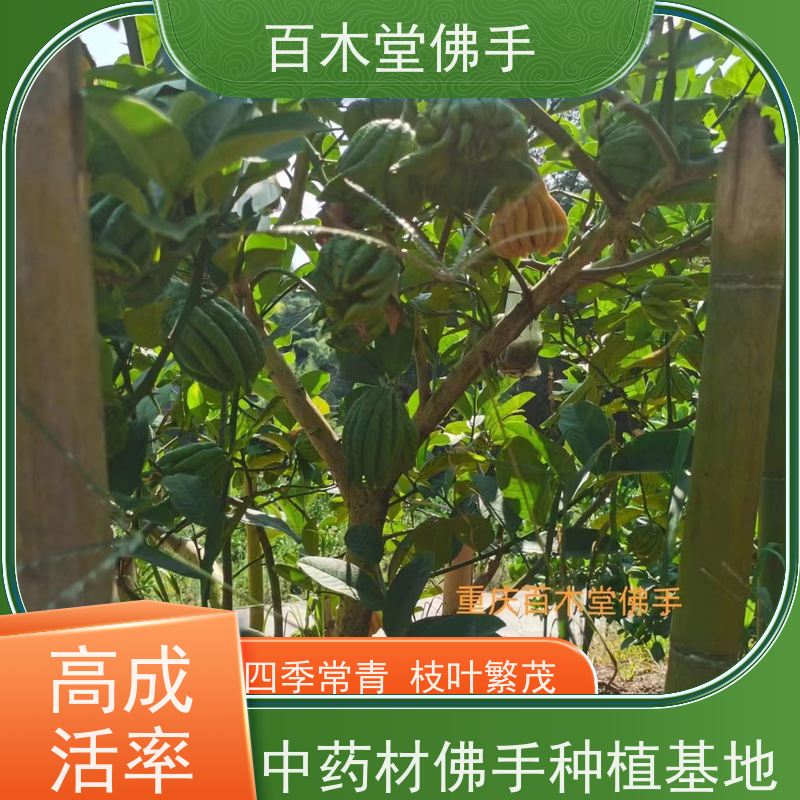 百木堂 广佛手苗种植技术 适用性强 规格齐全 城市景观绿化树