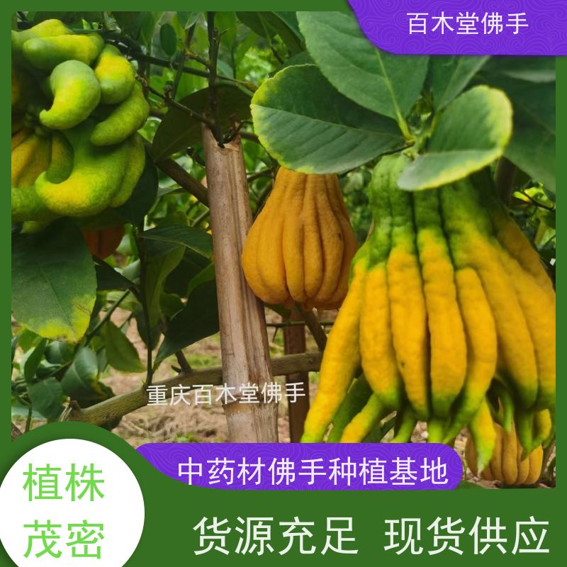 百木堂 佛手柑苗种植技术 生长迅速 品种齐全 用于室内外盆景