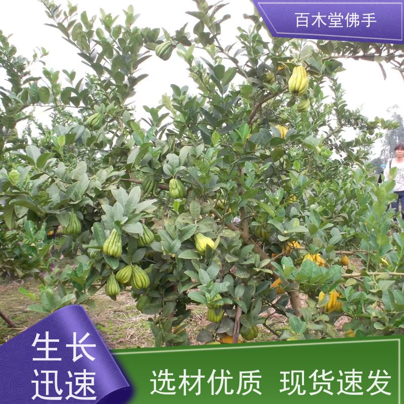 百木堂 川佛手苗种植技术 适用性强 规格齐全 园林景区栽植