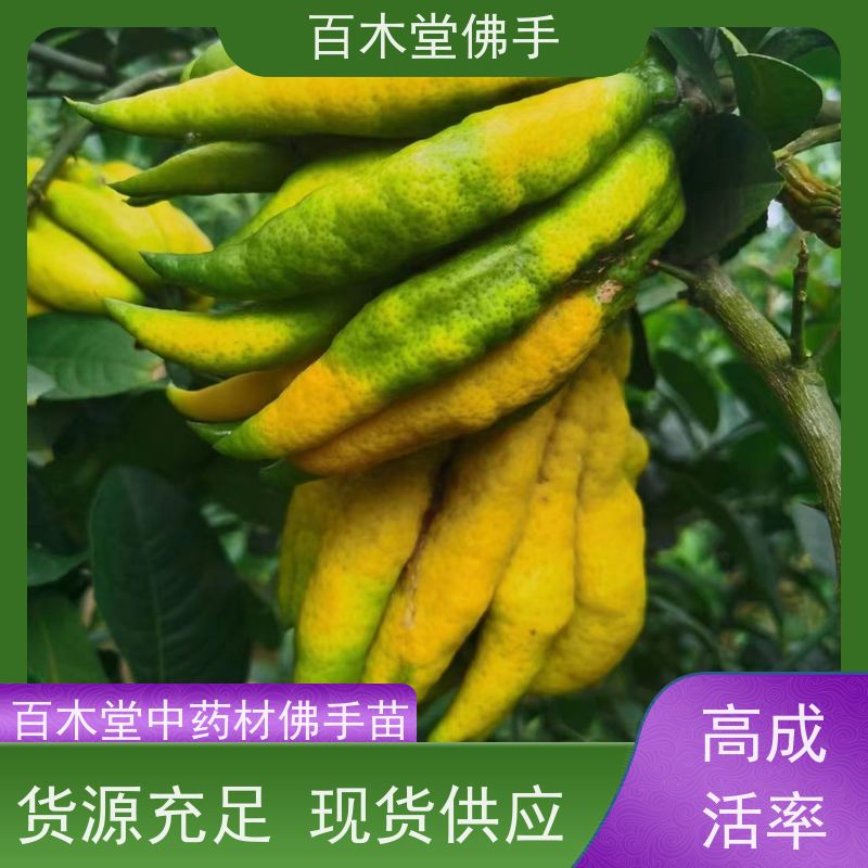 百木堂 佛手柑苗种植技术 生长环境适应性强 园林景区栽植