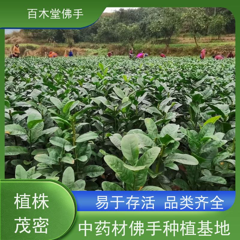 百木堂 川佛手苗种植技术 产量高 造型优美 易成活 用于庭院装饰