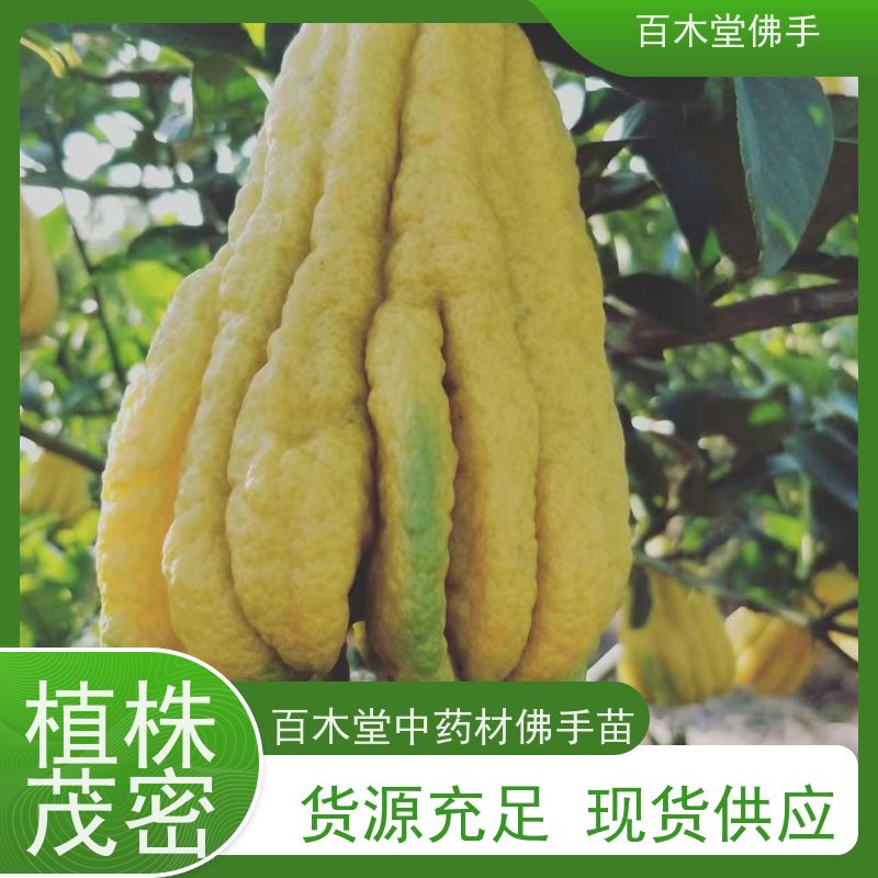 百木堂种苗基地直供佛手1号良种观赏植物 规格齐全
