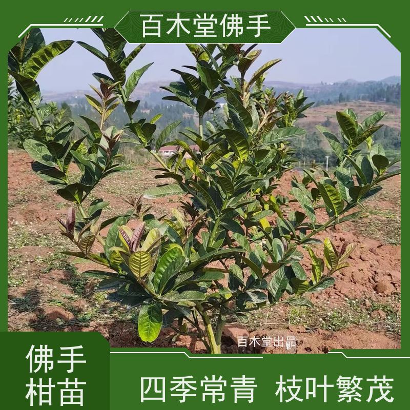 百木堂道路绿化行道苗枳壳种植适用性强 规格齐全