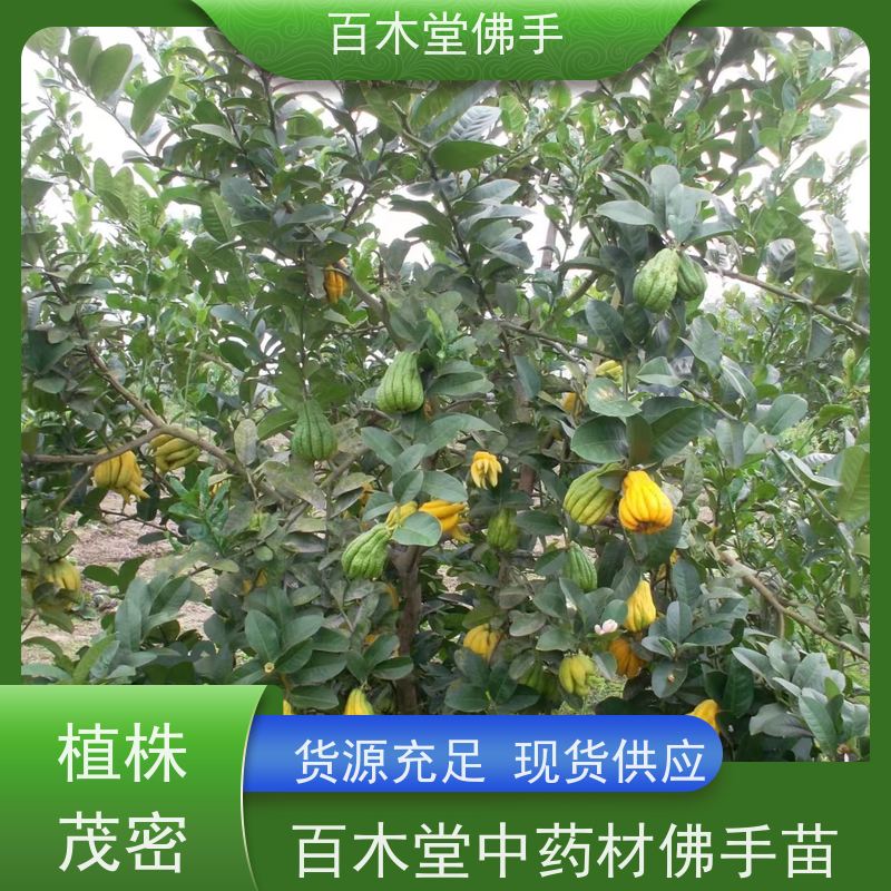百木堂园林景区栽植白芨种植树形丰富 美丽多姿