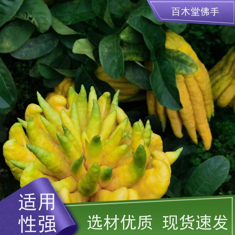 百木堂城市景观绿化树 玄胡种植观赏植物 产量高
